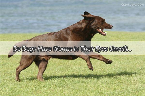 Do Dogs Have Worms in Their Eyes Unveiling the Truth Behind Your Pups Eye Health